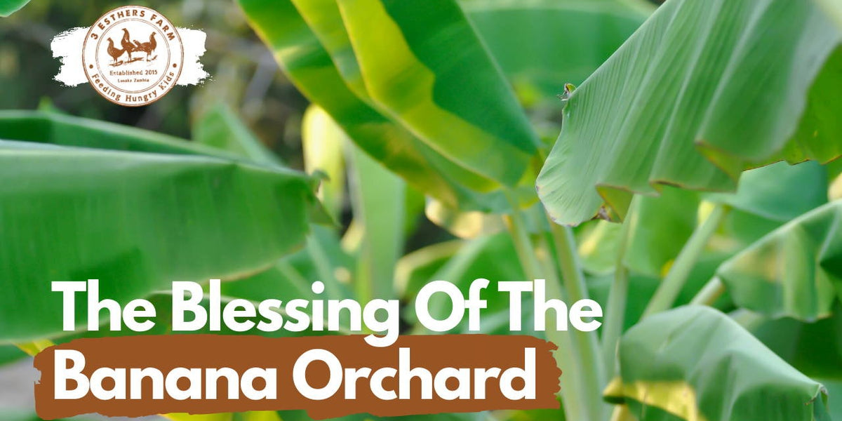 The Blessing of the Banana Orchard — sewpowerful